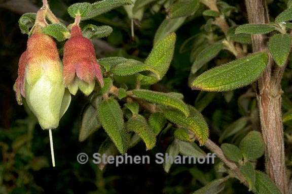 brachyotum ledifolium 2 graphic